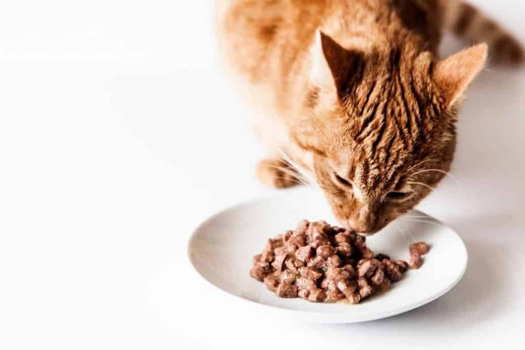 YEallow cat eating from a plate