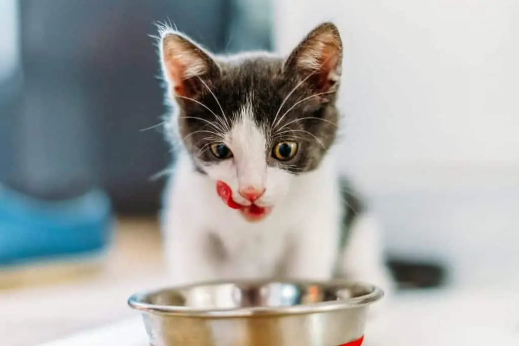 Cat Eating from a Bowl