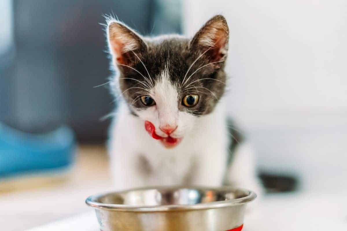 Should Cats Eat Warm or Cold Wet Food?
