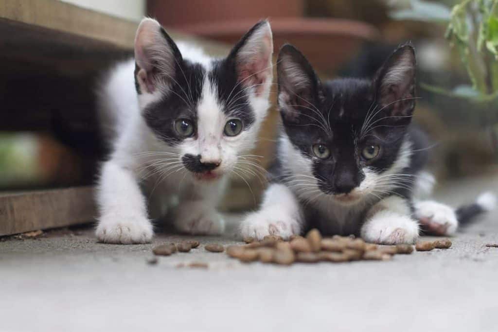 Two Kittens eating Kibble