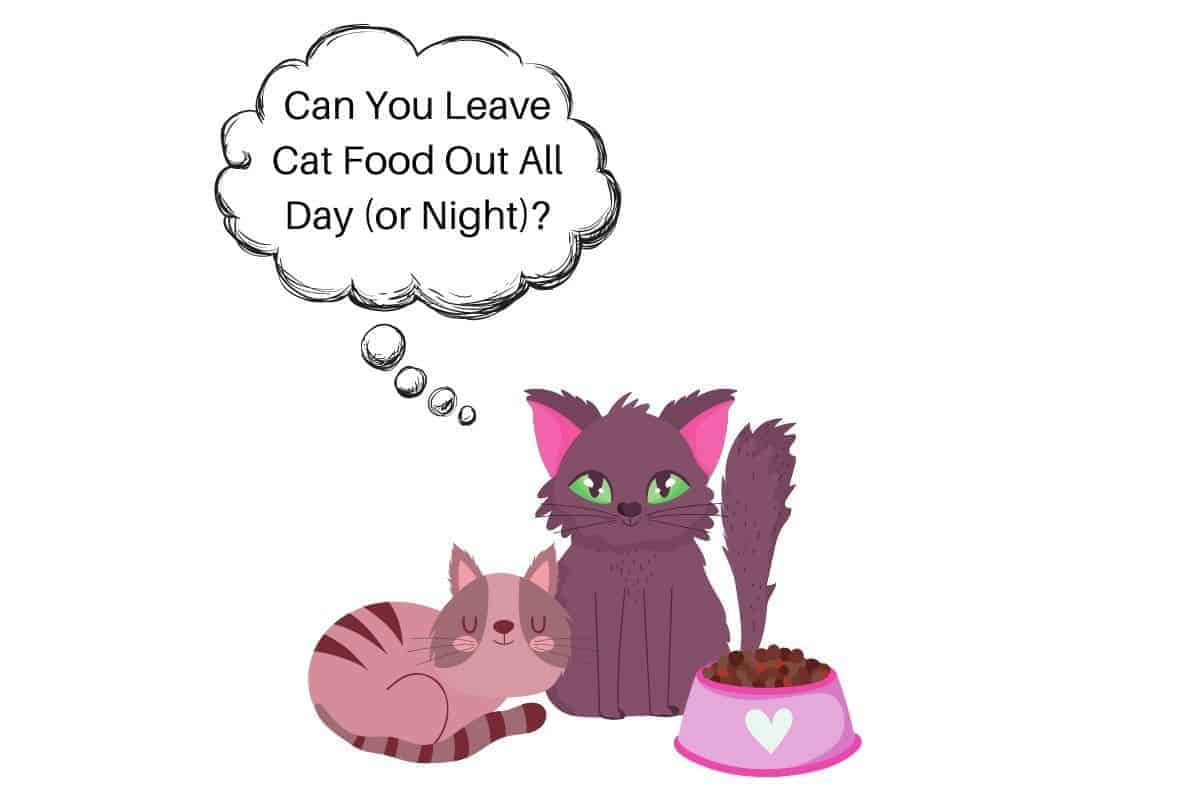 Can You Leave Cat Food Out All Day or Night Petrestart