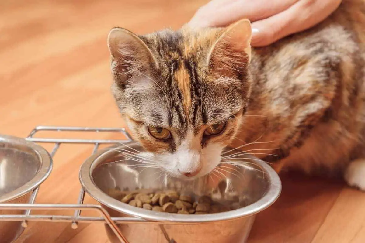 Here’s Why Your Cat Only Eats When You’re Around