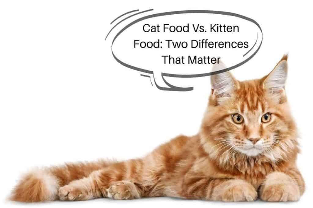 cat and a speech bubble saying "Cat Food Vs. Kitten Food: Two Differences That Matter"