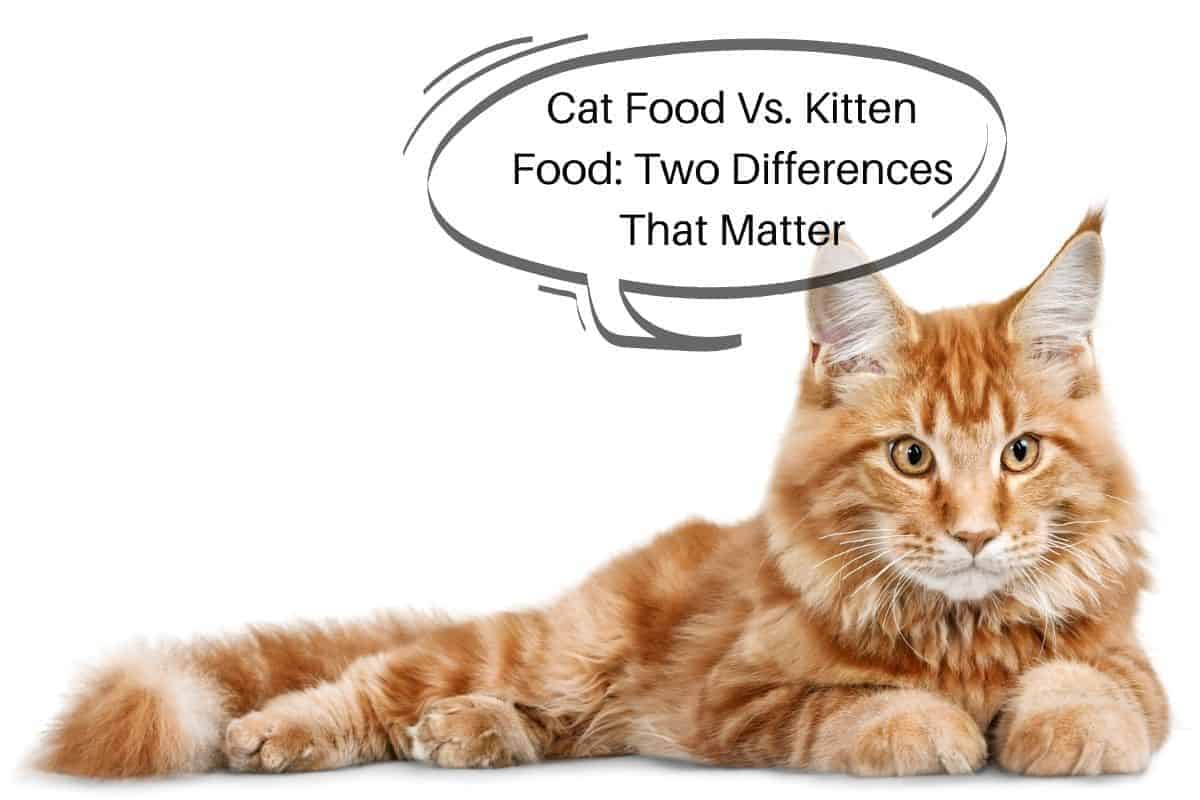 Cat Food Vs. Kitten Food: Two Differences That Matter