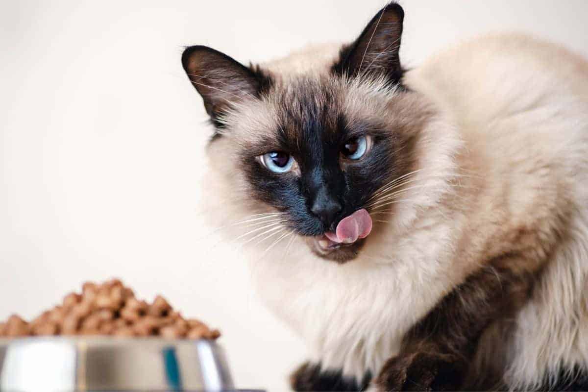 Is It Ok to Move Your Cat’s Food Bowl?