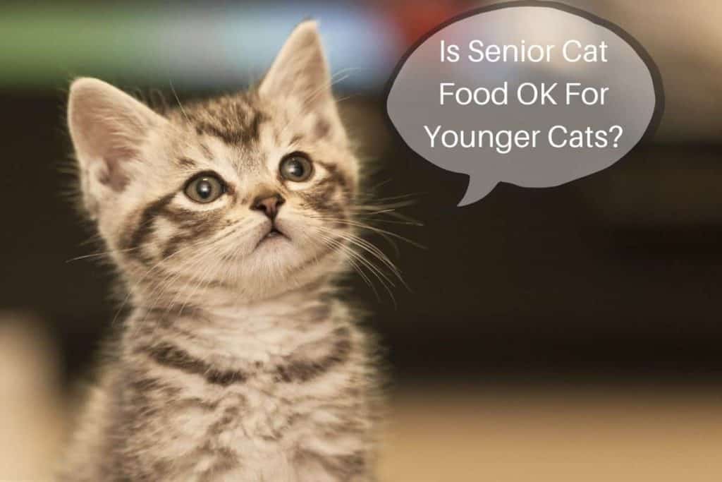 Is Senior Cat Food OK For Younger Cats