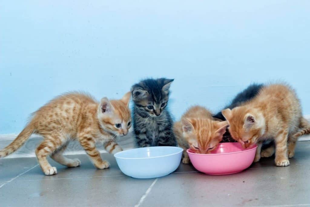 Kittens eating from two bowls