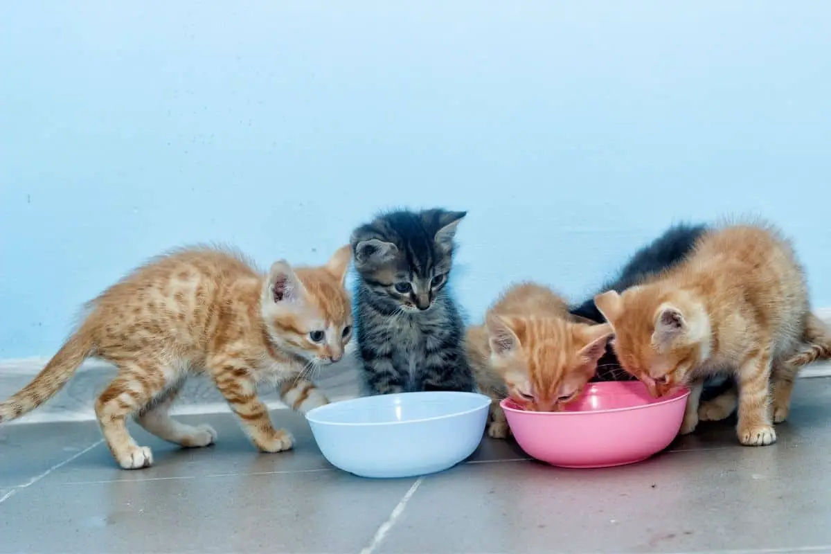 Kittens eating from two bowls