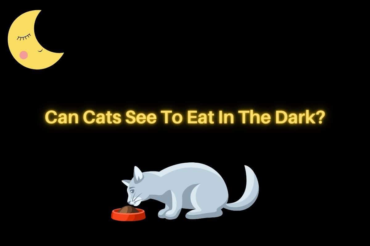 Can Cats See To Eat In The Dark?