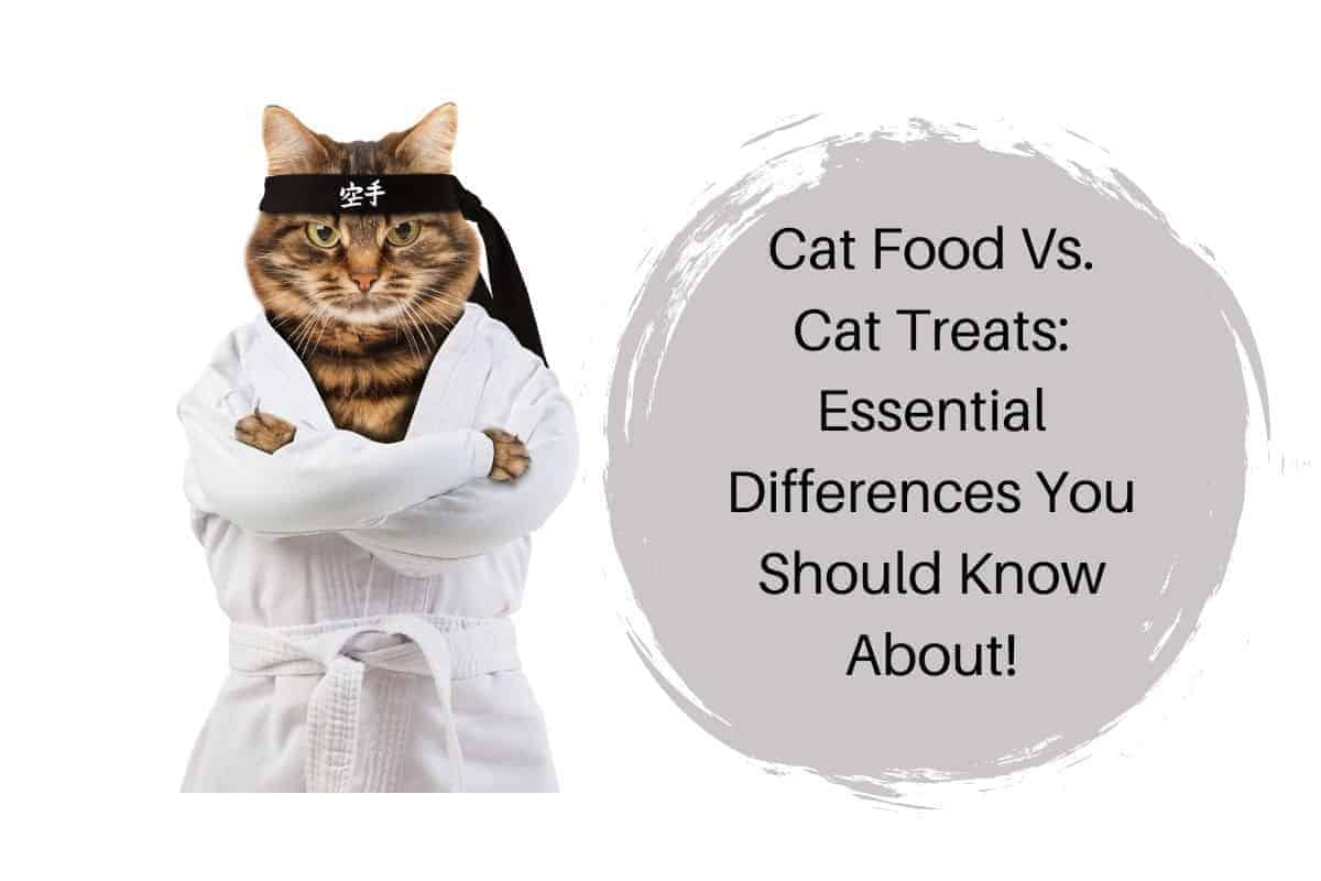 Cat Food Vs. Cat Treats: Essential Differences You Should Know About