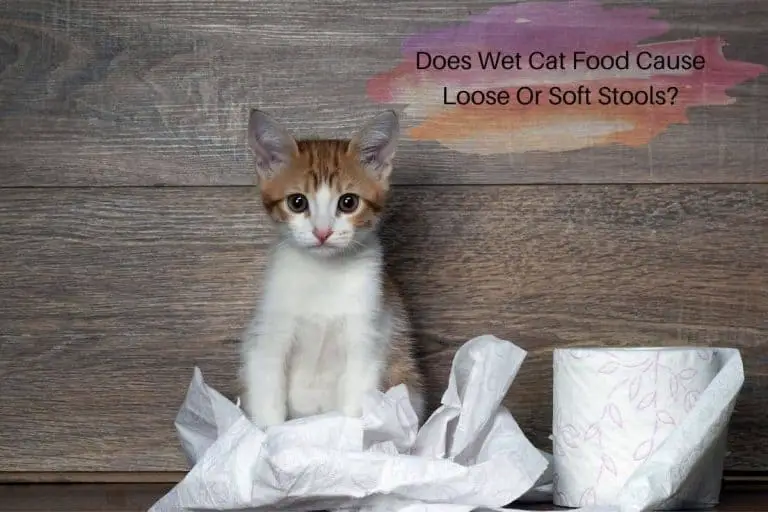 does-wet-cat-food-cause-loose-or-soft-stools-petrestart