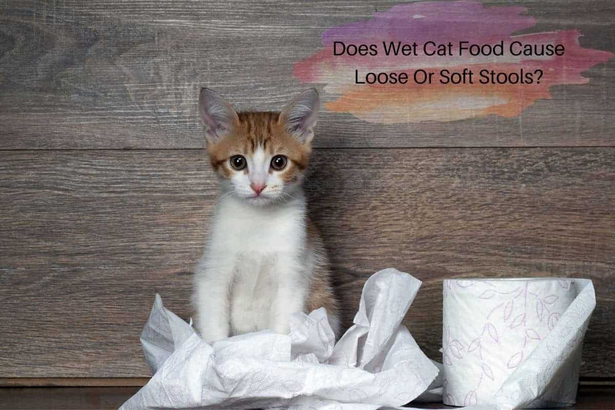 Does Wet Cat Food Cause Loose Or Soft Stools?