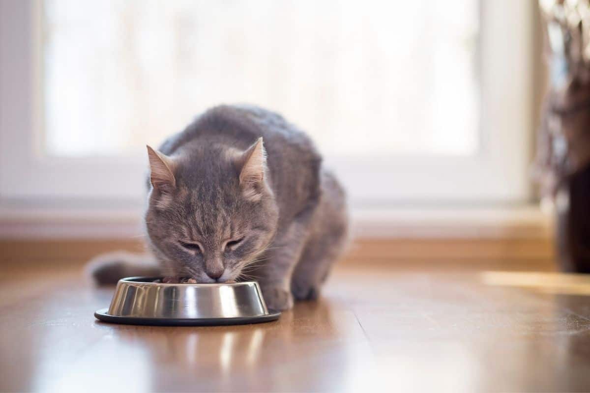 13 Effective Ways To Make Your Cat Eat Slower