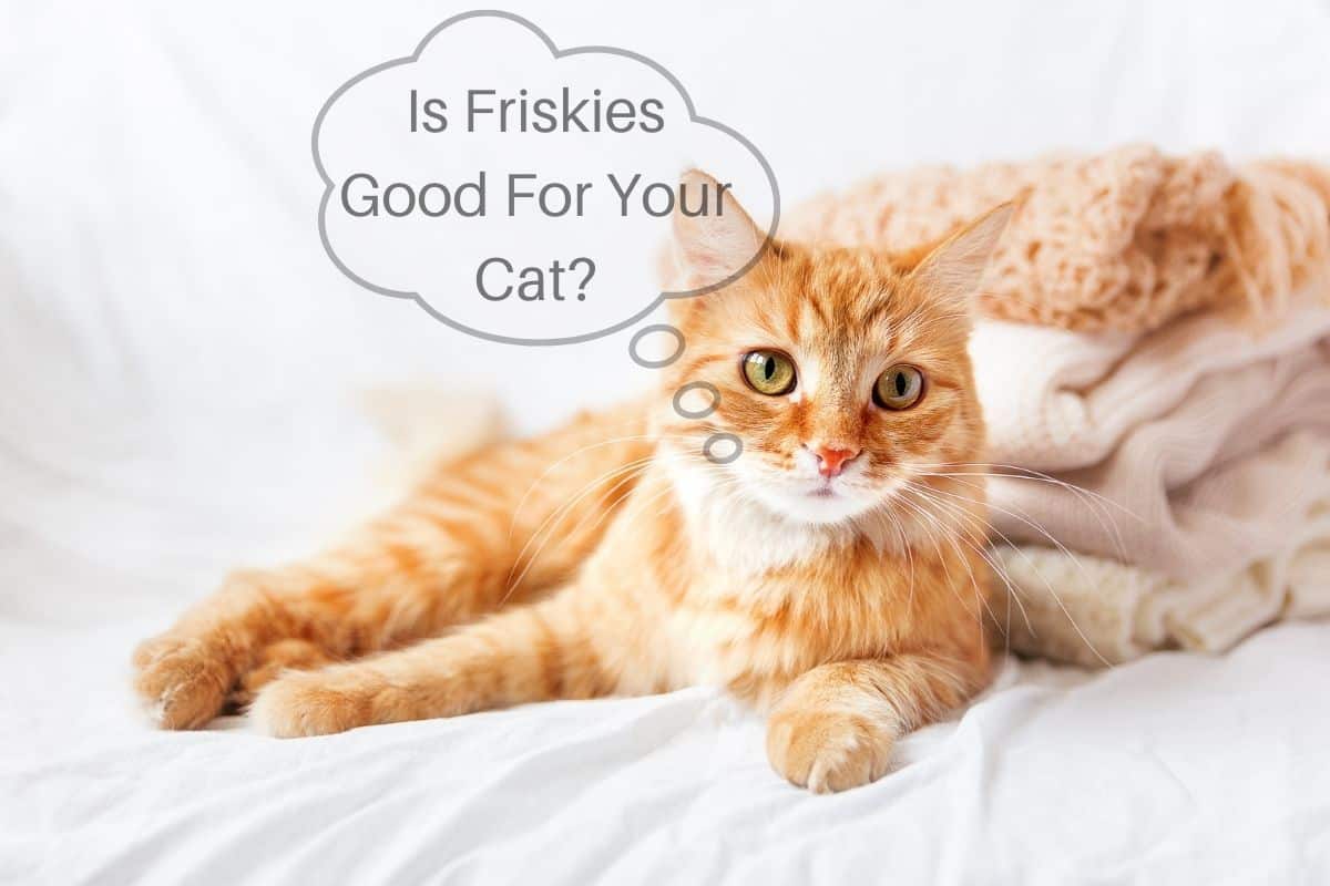 Is Friskies Good For Your Cat?