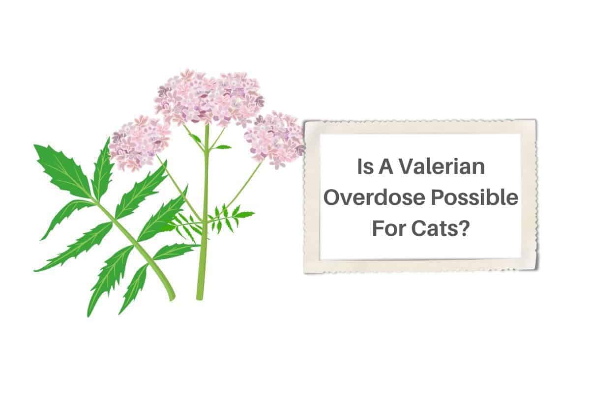 Is A Valerian Overdose Possible For Cats?