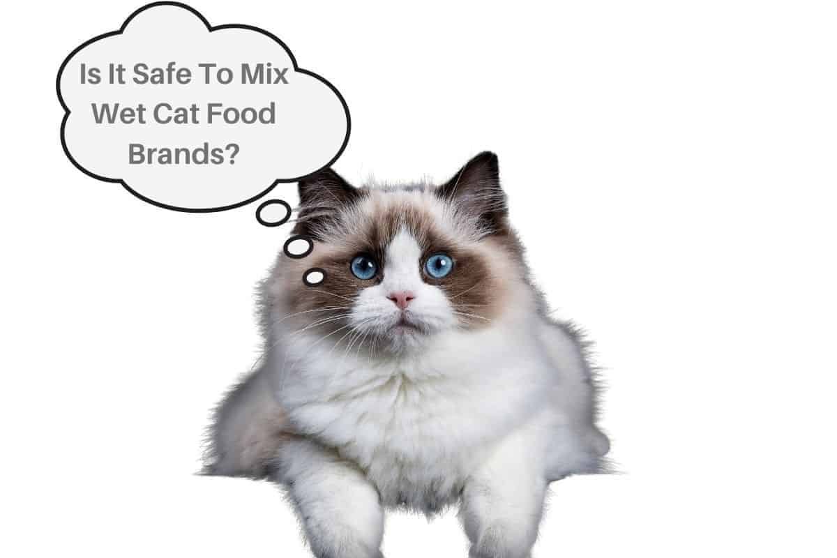 Is It Safe To Mix Wet Cat Food Brands?