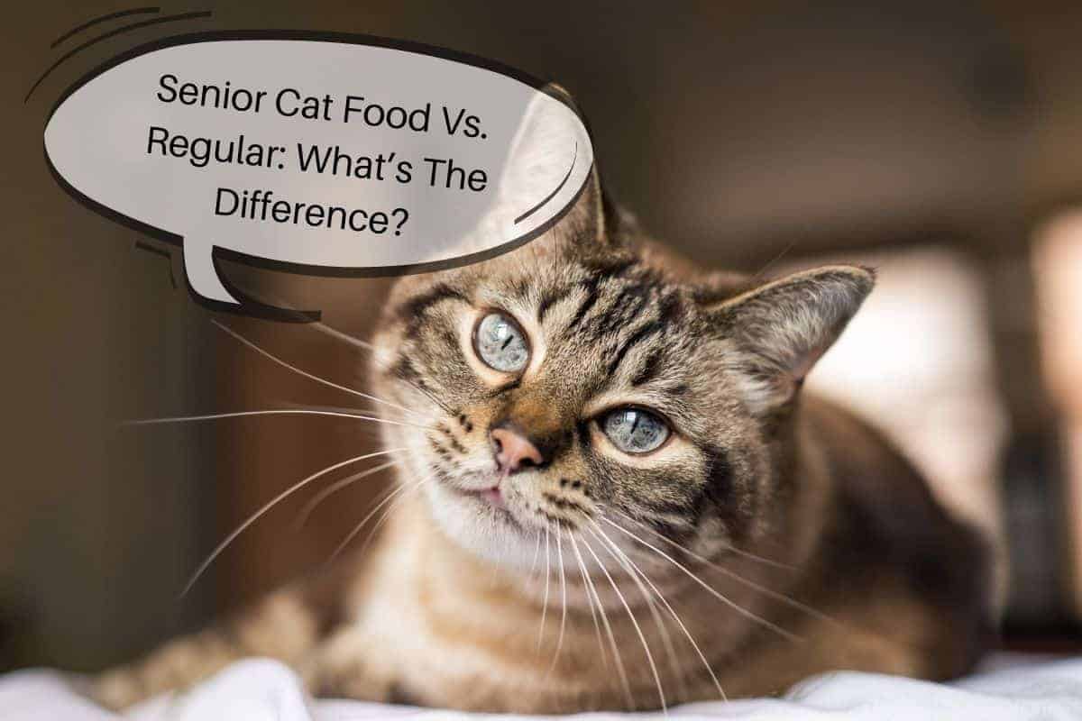 Senior Cat Food vs Regular: What’s The Difference?