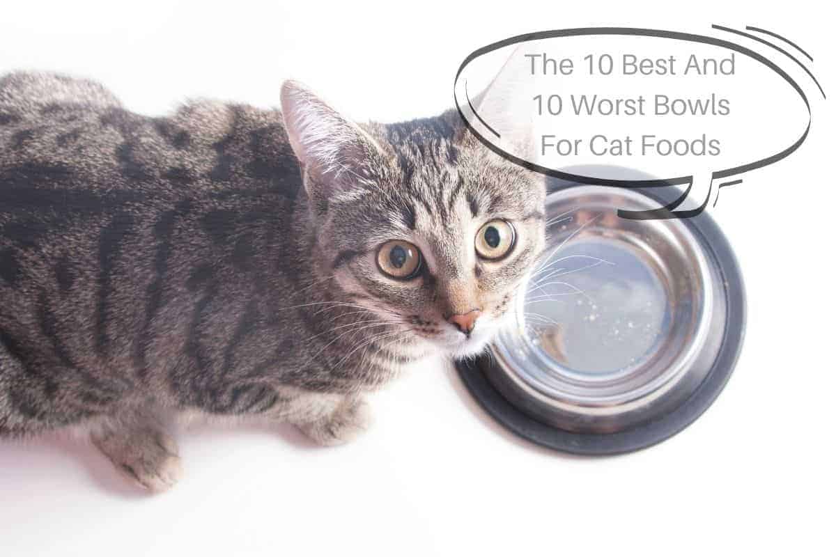 The 10 Best And 10 Worst Bowls For Cat Foods