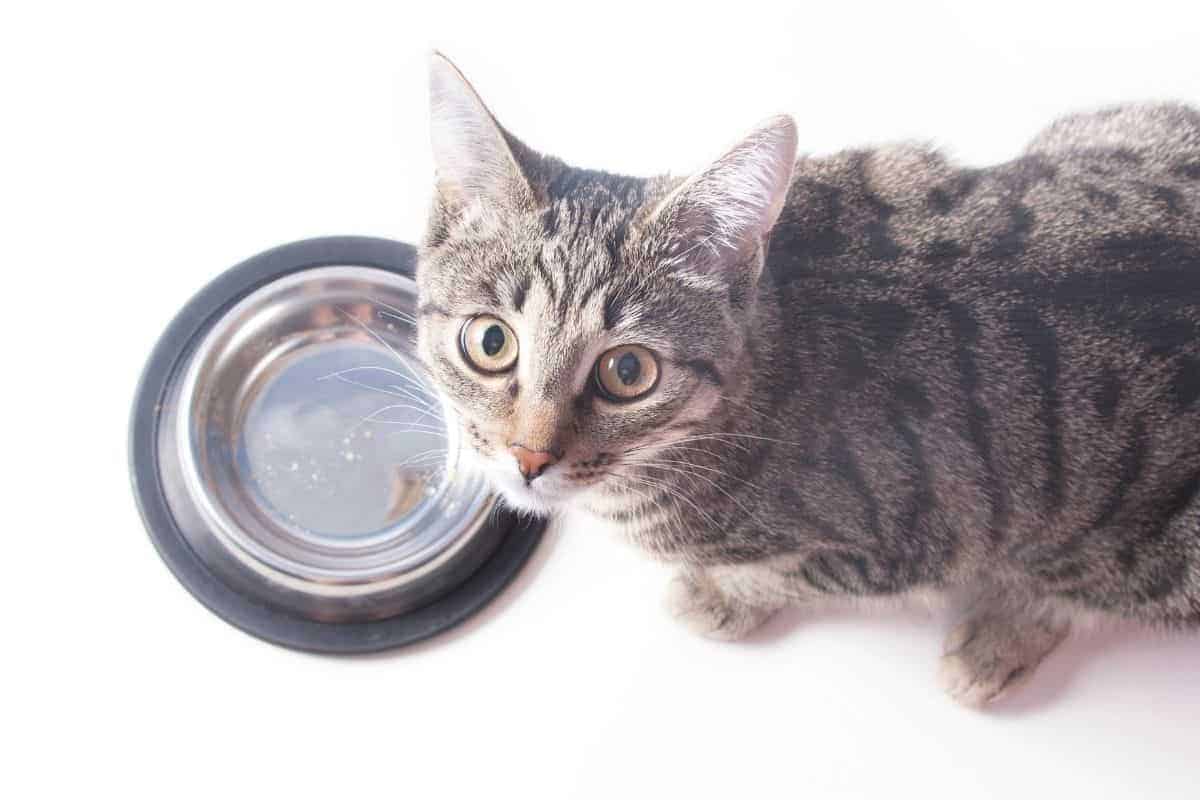 The Best And Worse Spots For Your Cat’s Food Bowl