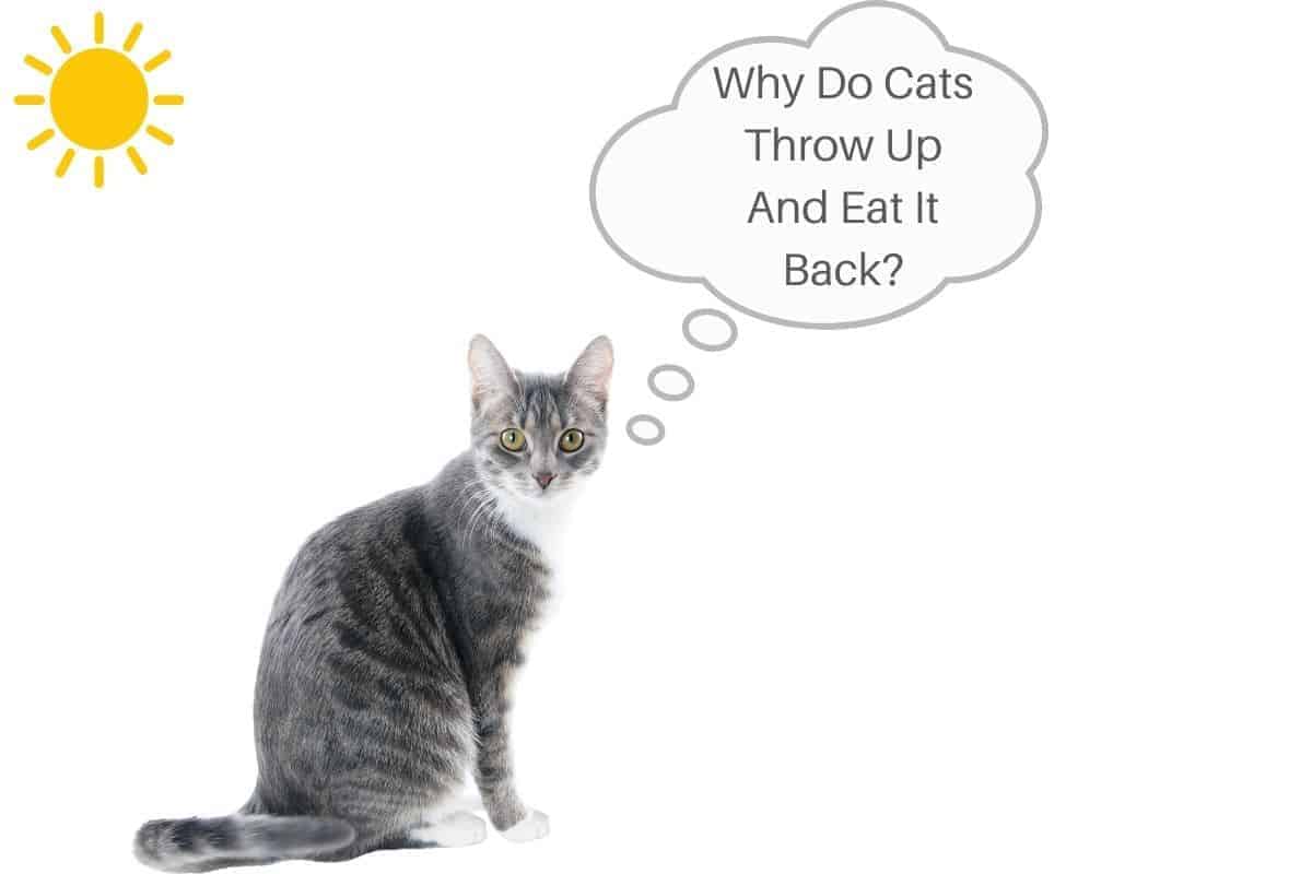 Why Do Cats Throw Up And Eat It Back?