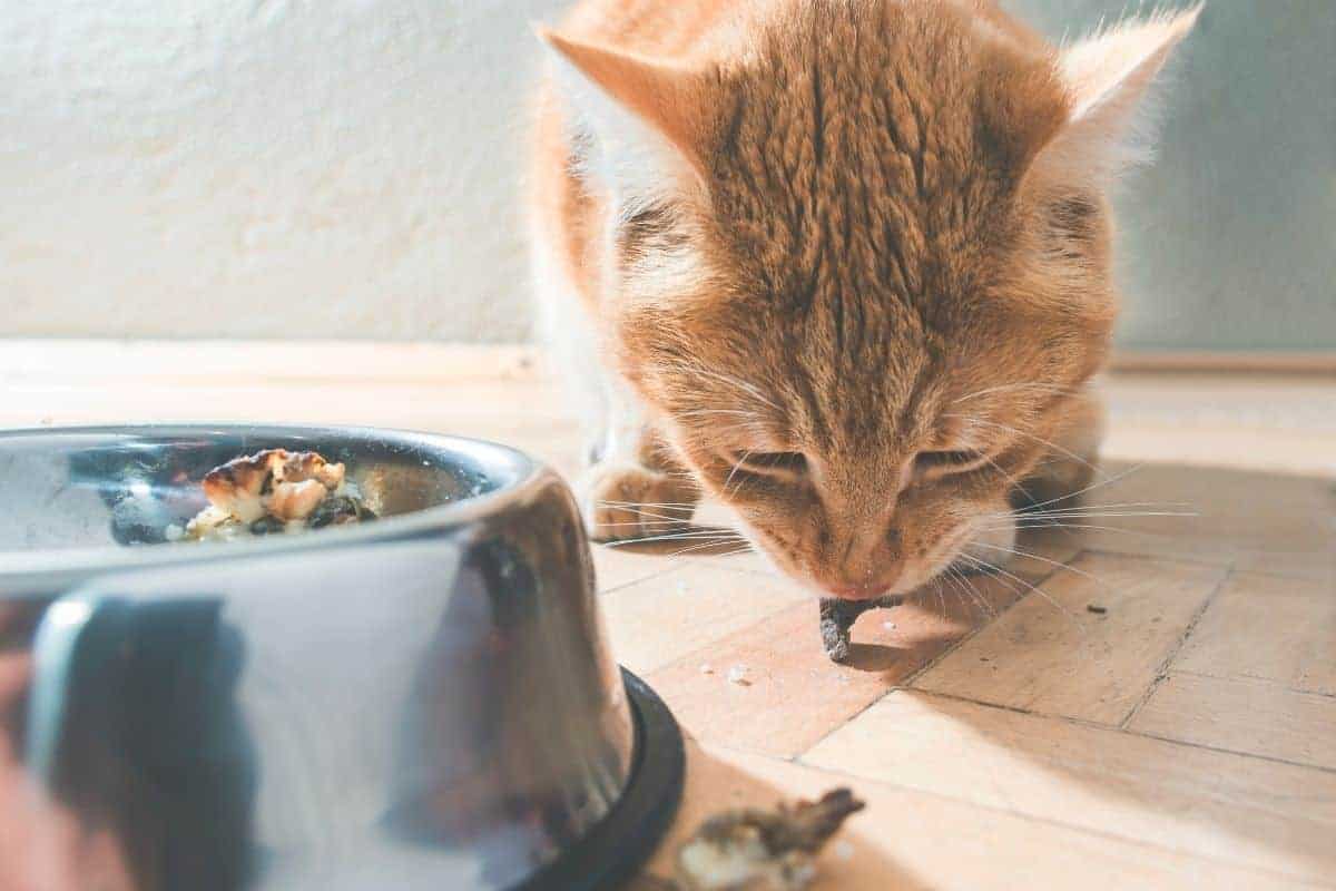 Why do some cats prefer eating off the floor?