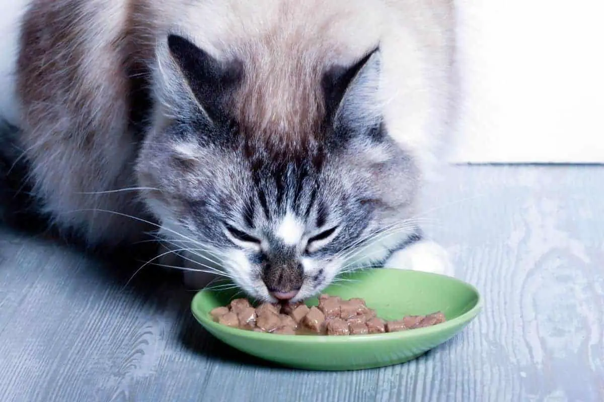 Would a Cat Overeat and Die?