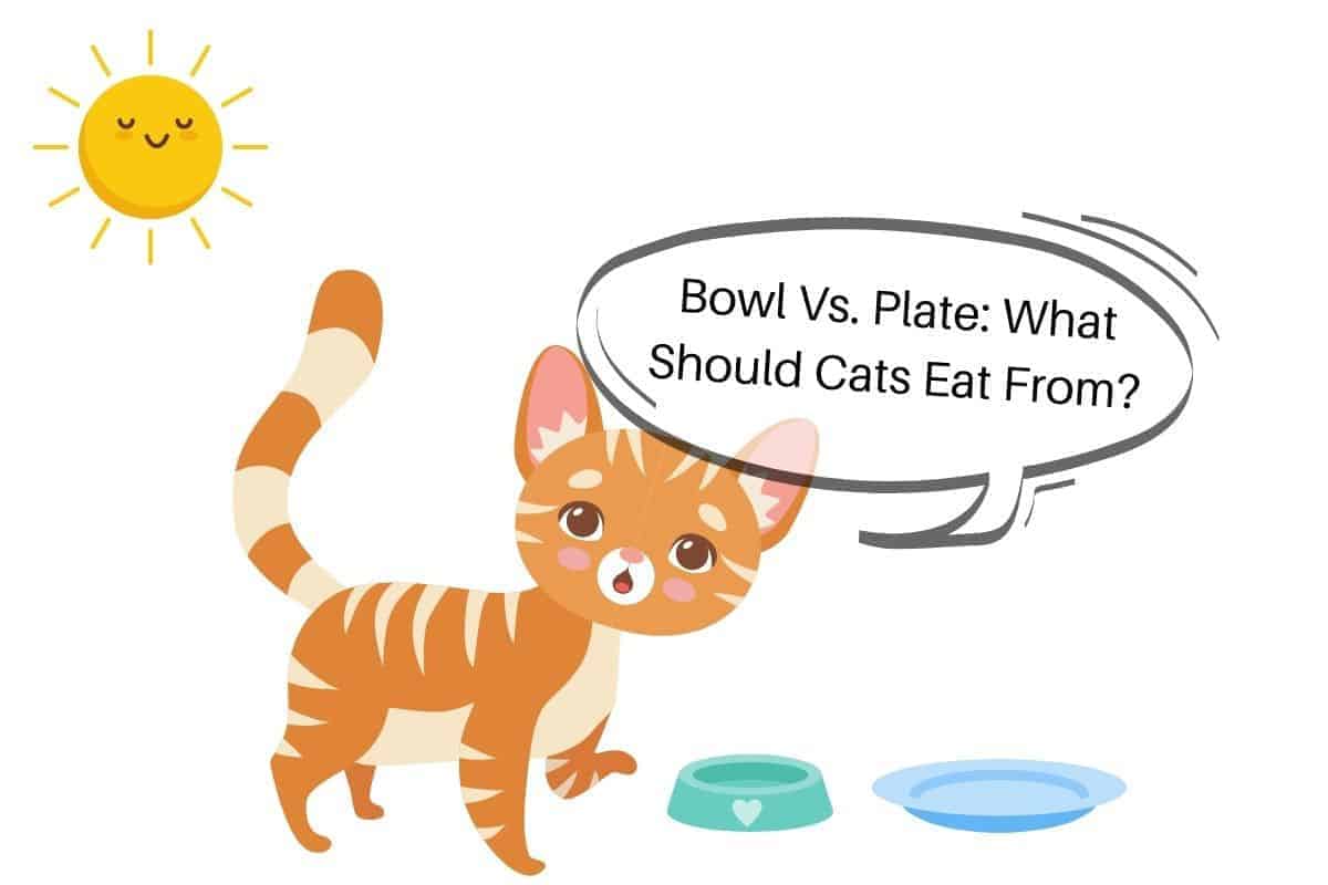 Bowl Vs. Plate: What Should Cats Eat From?