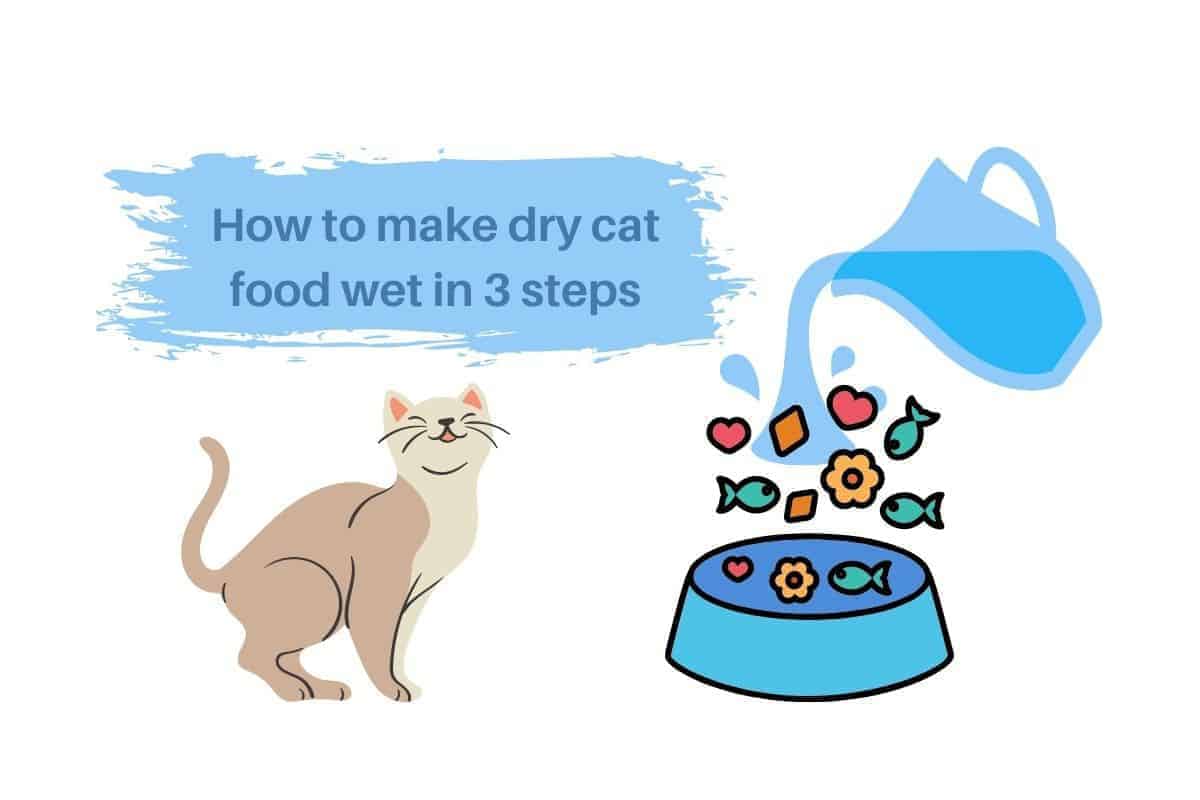 How to make dry cat food wet in 3 steps