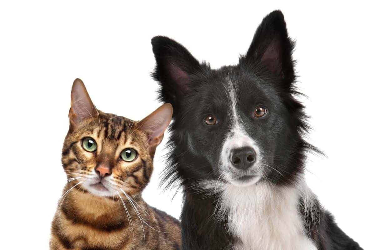 Do Cats Or Dogs Eat More? Four Fascinating Facts