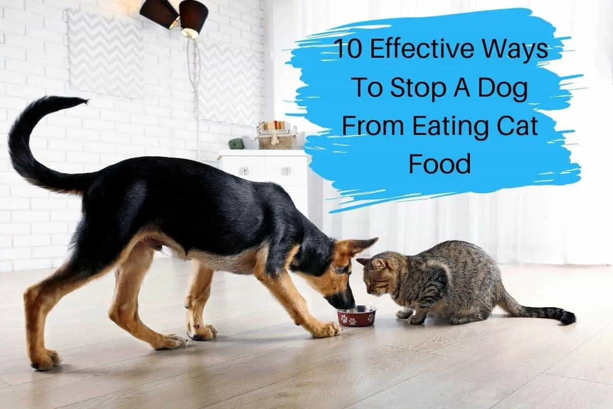 10 Effective Ways To Stop A Dog From Eating Cat Food