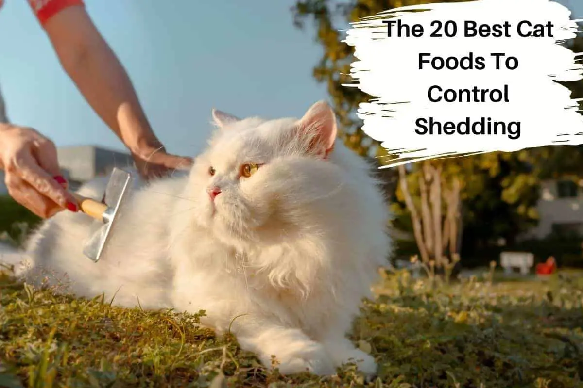 The 20 Best Cat Foods To Control Shedding.