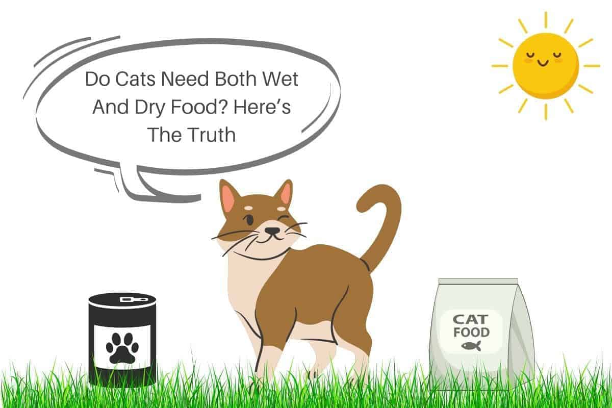 Do Cats Need Both Wet And Dry Food? Here’s The Truth