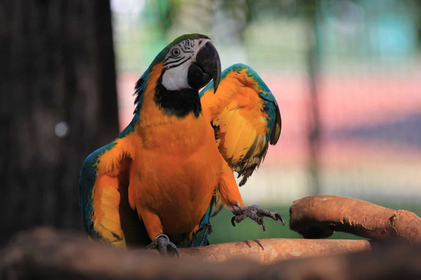 4 Reasons Why Parrots Dance