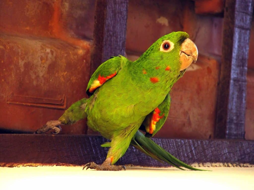 Do Parrots Dance When They Are Happy?