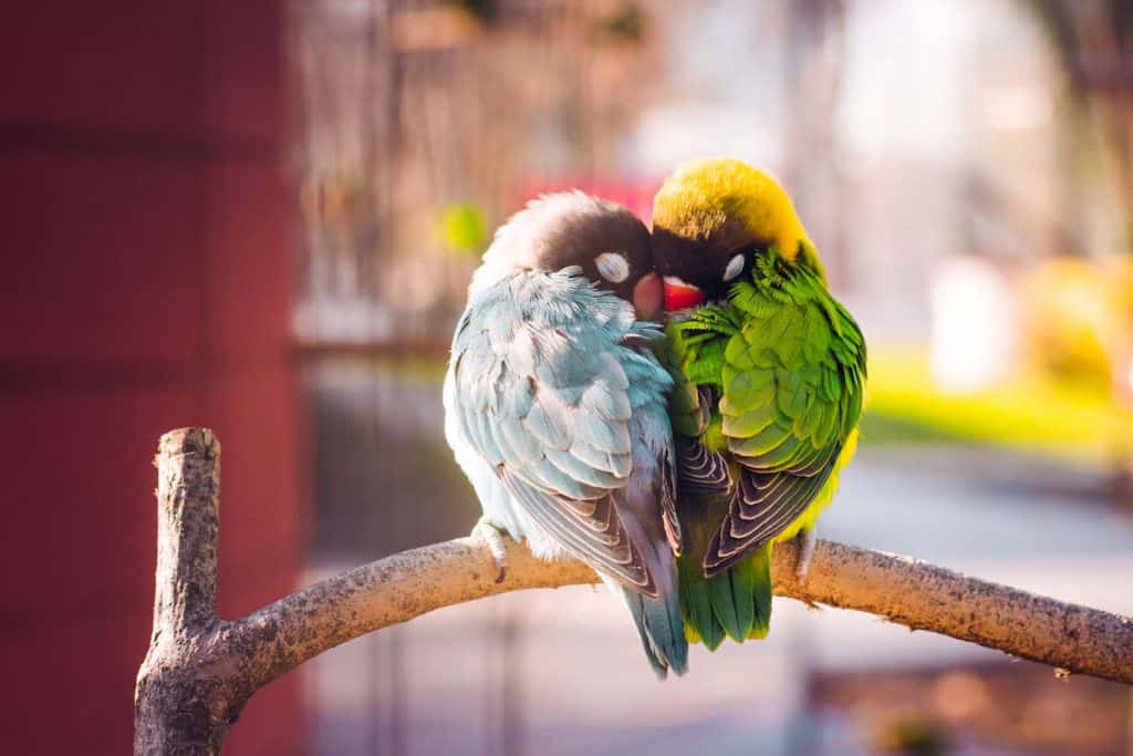 Lovebirds