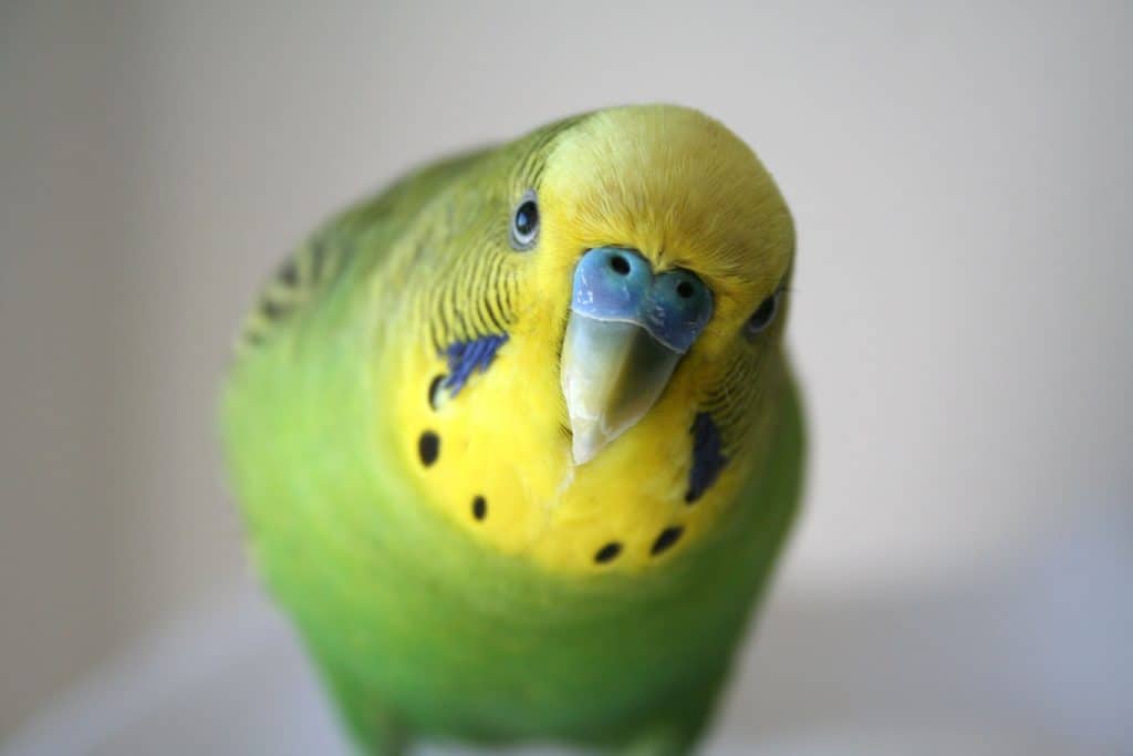 Parakeet