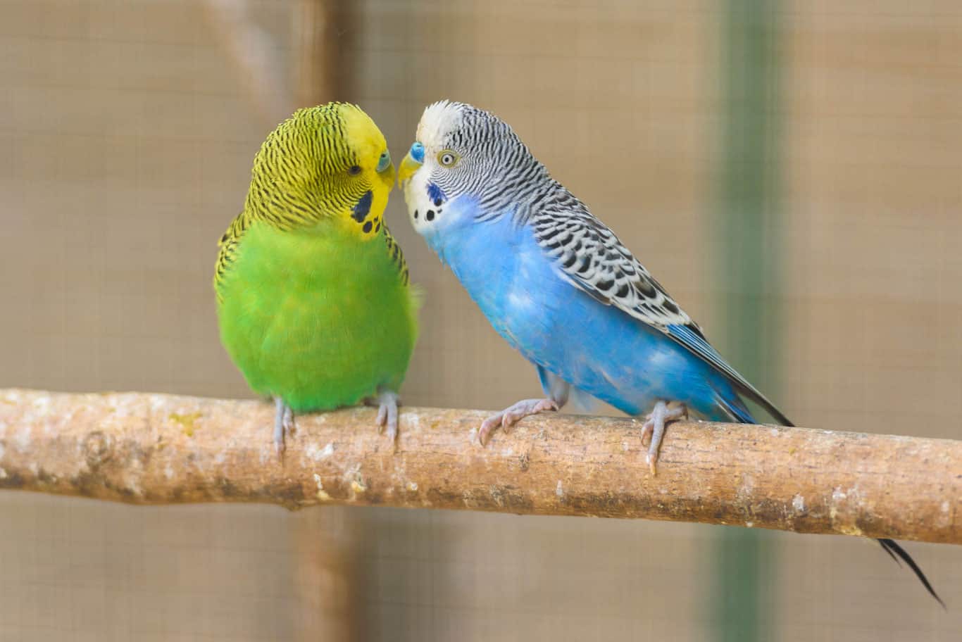 Parakeet Vs. The Lovebird