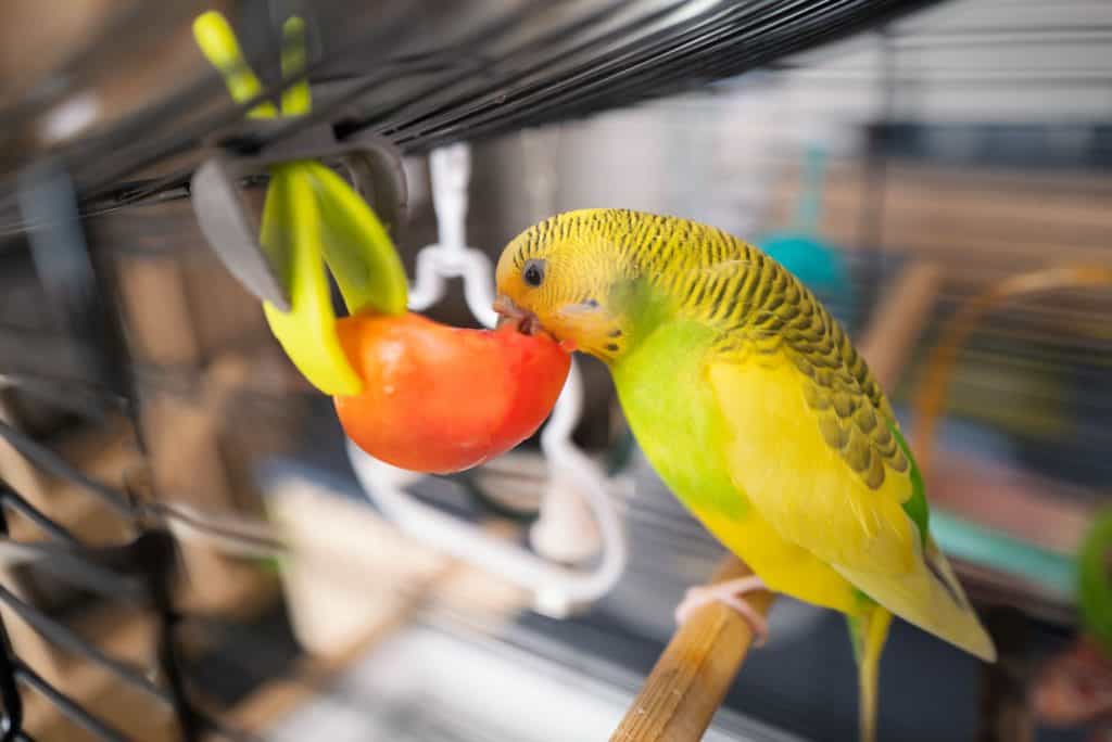 What Are The Benefits Of Tomatoes For Parrots?