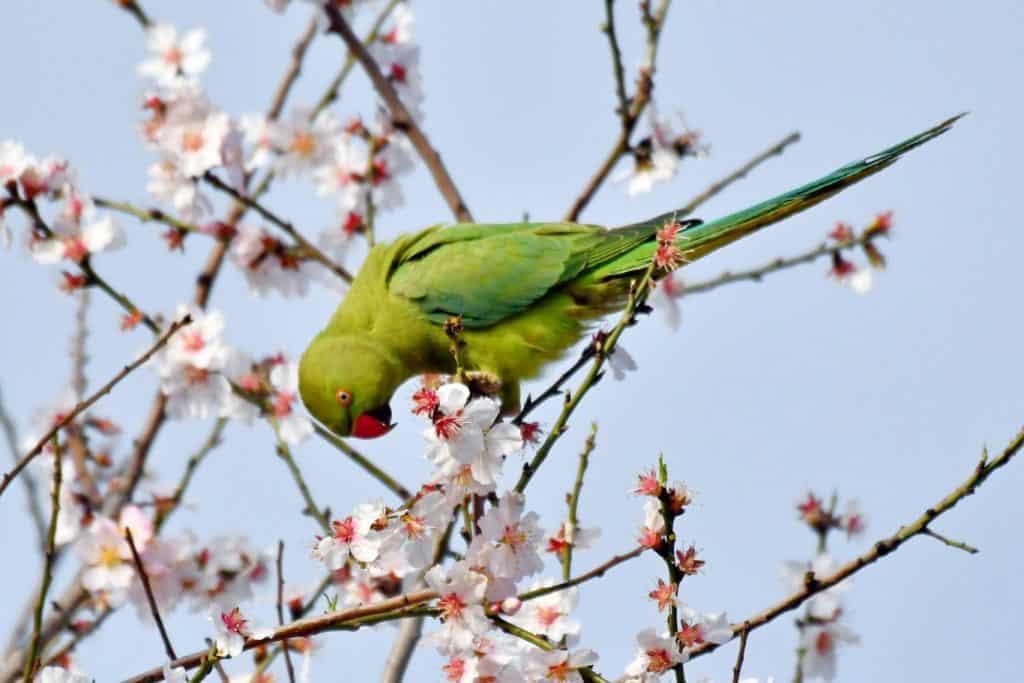 What Trees Do Parrots Live In?