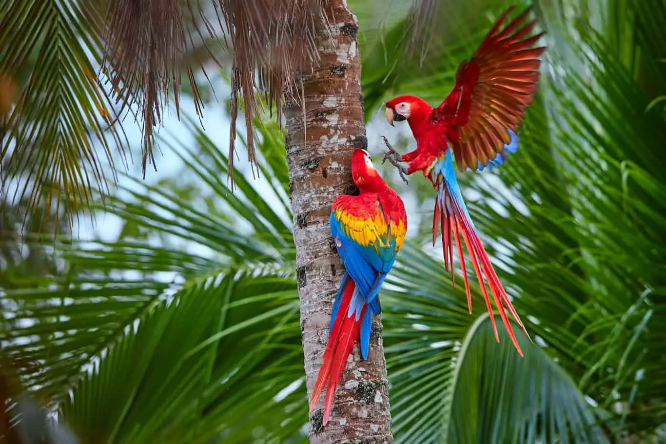3 Amazing Places Where Parrots Live 
