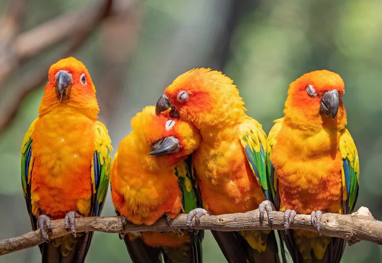 Are Conures Noisy? (The Truth Revealed)