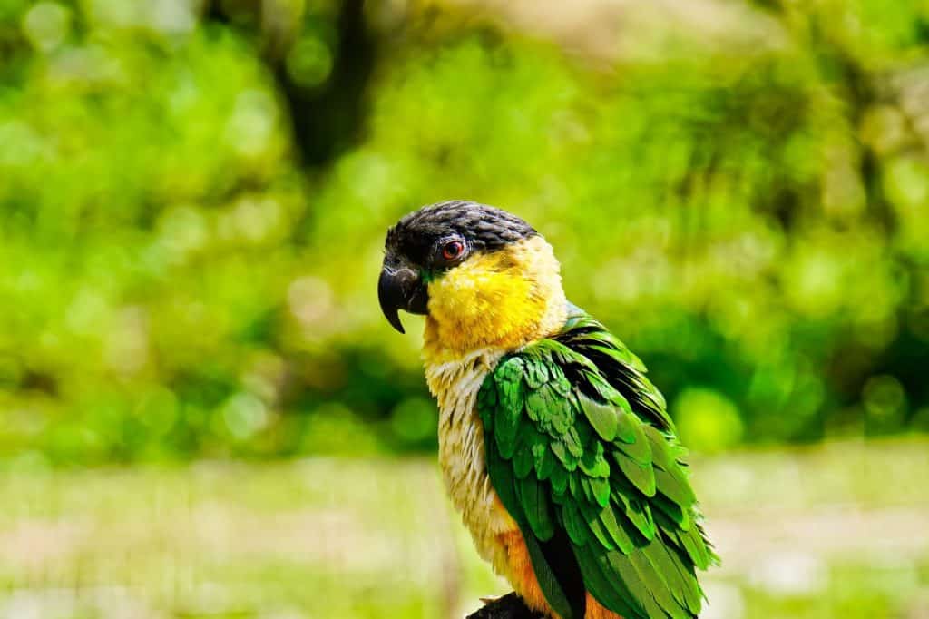 Are Caique Parrots Cuddly?