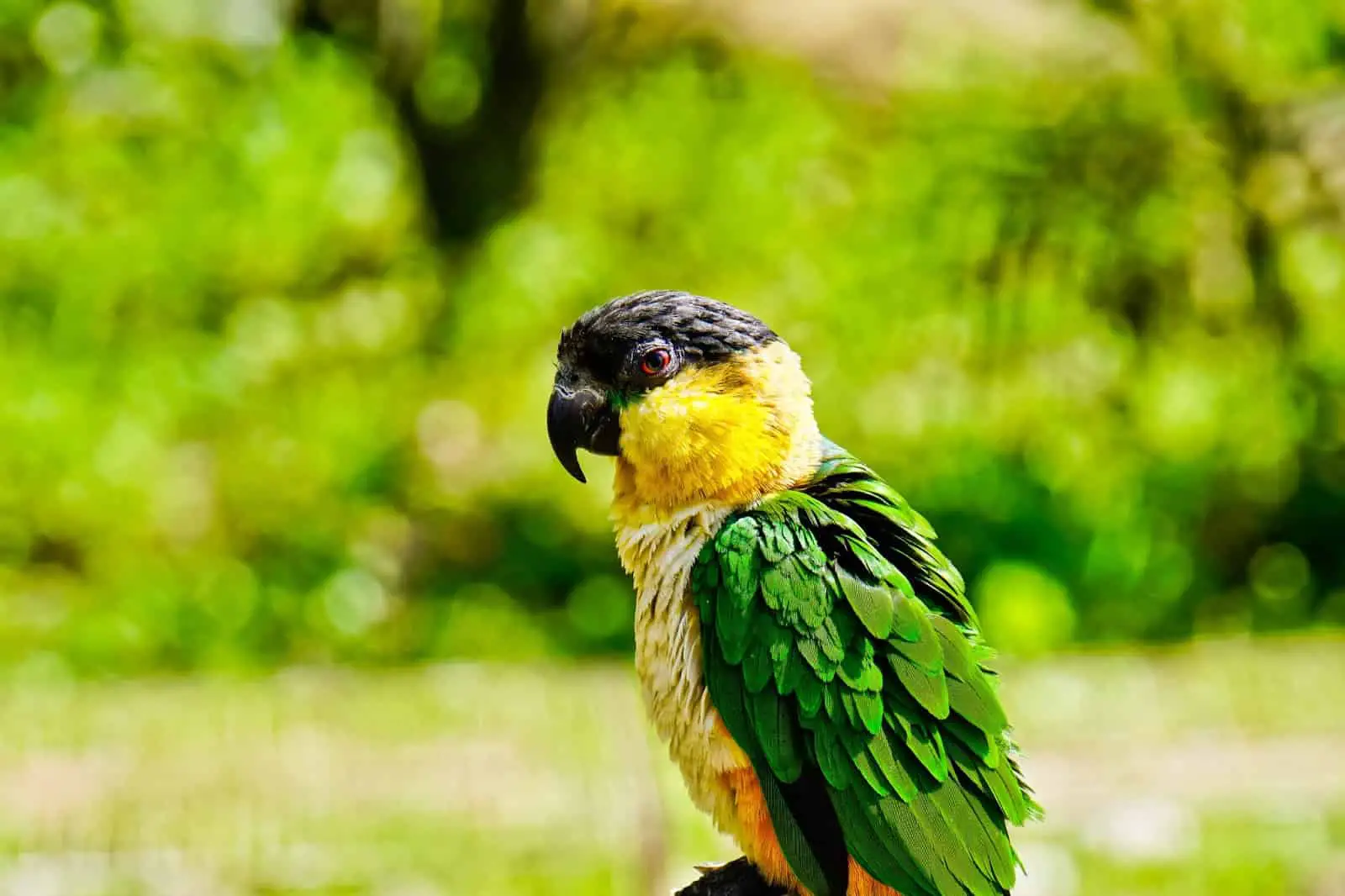 Are Caique Parrots Cuddly?