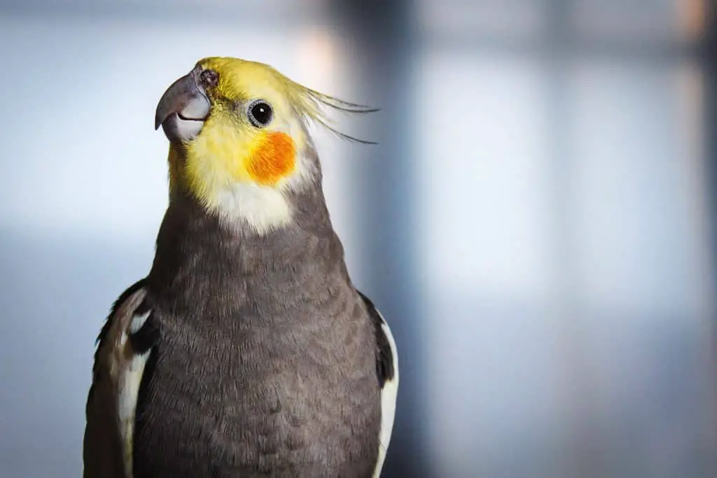 How Do You Get A Cockatiel To Trust You?