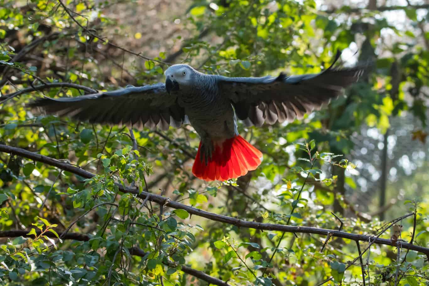 Types of Endangered Parrots