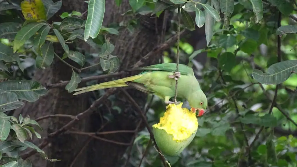 The Fruit Diet: What The Parrot Wants