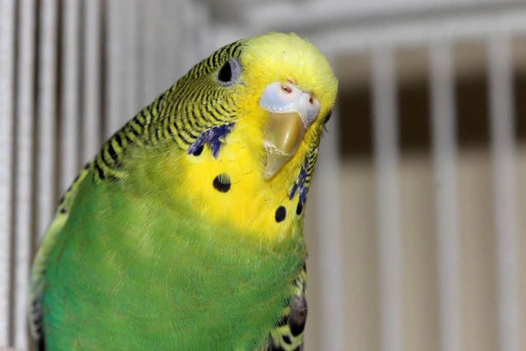 Is a Cockatiel a Parakeet?
