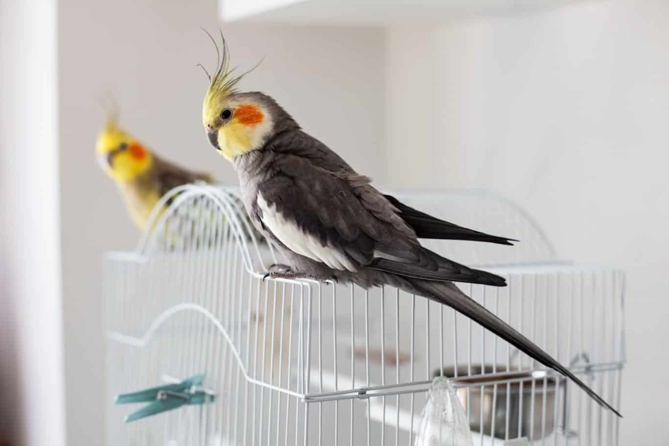 Parakeets and Cockatiels: A Comparison