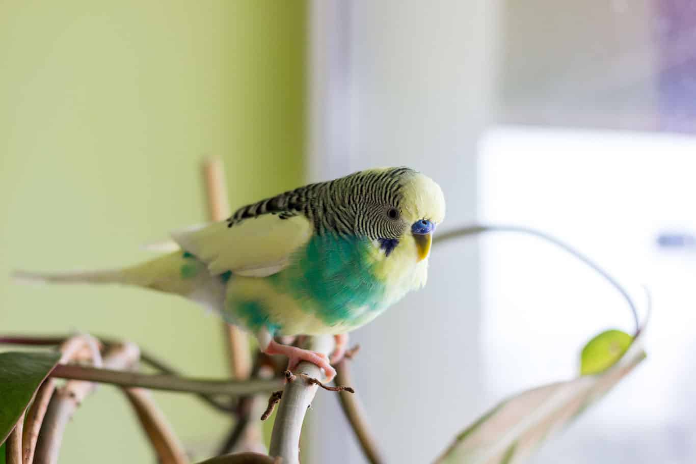 What Does it Mean When Parakeets Puff Up?