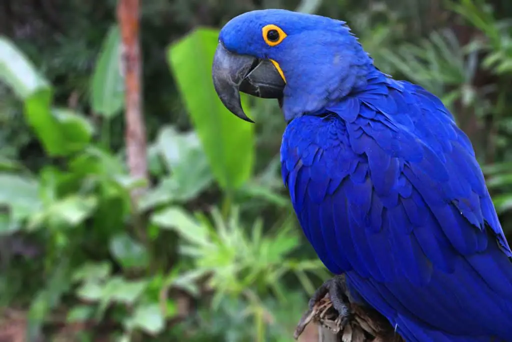 Are Macaws Friendly?